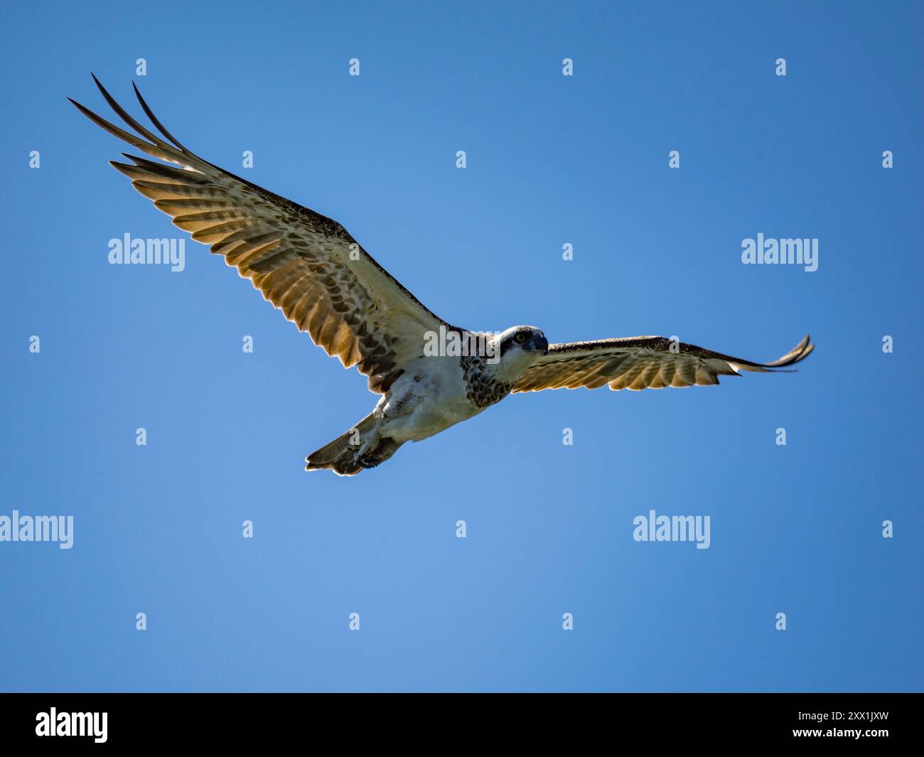 Pacific Raptor Pacific raptor hi-res stock photography and images - Alamy