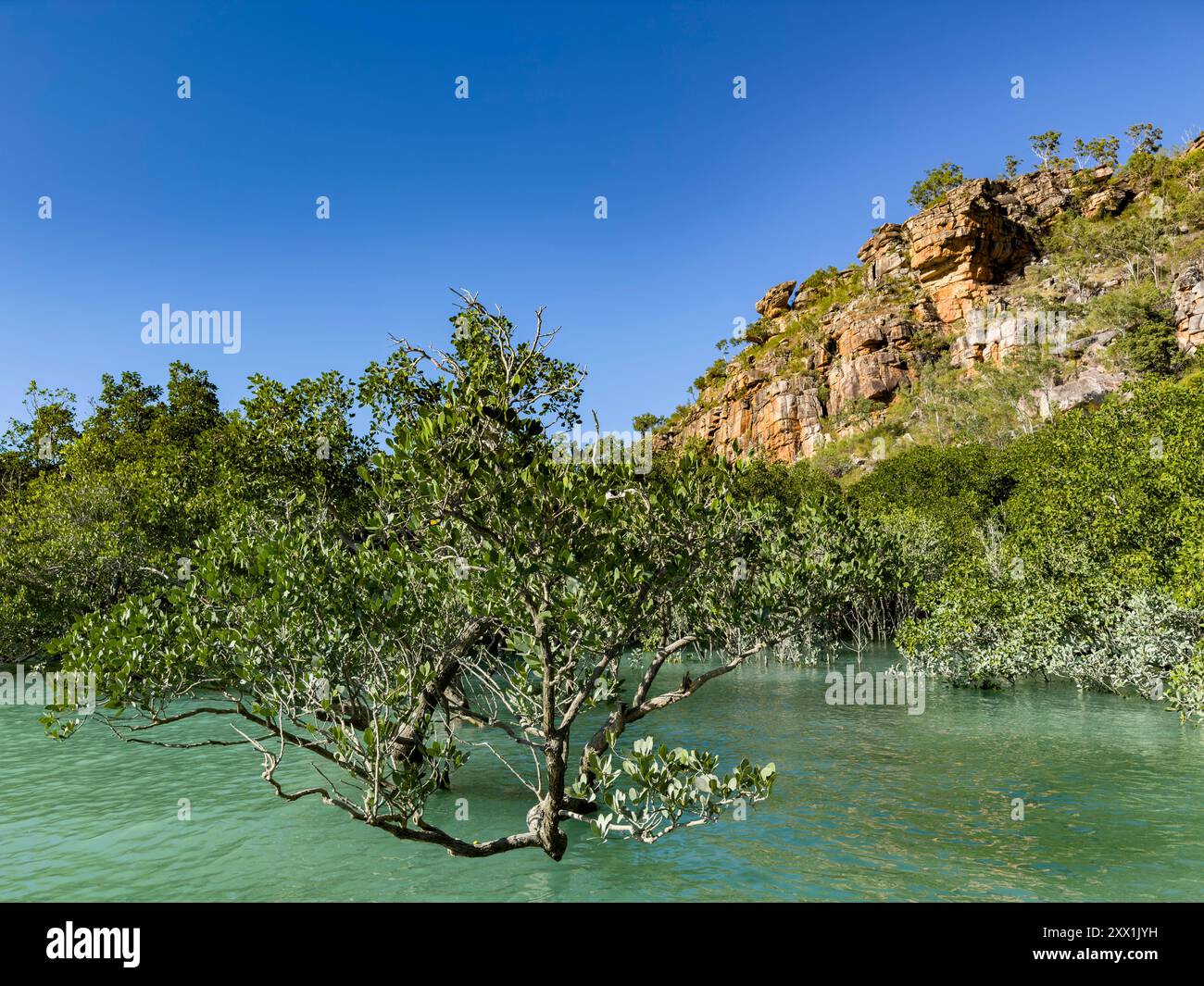 Mangroves in front of the King Leopold sandstone formations, Hunter River, Frederick Harbor, Kimberley, Western Australia, Australia, Pacific Stock Photo