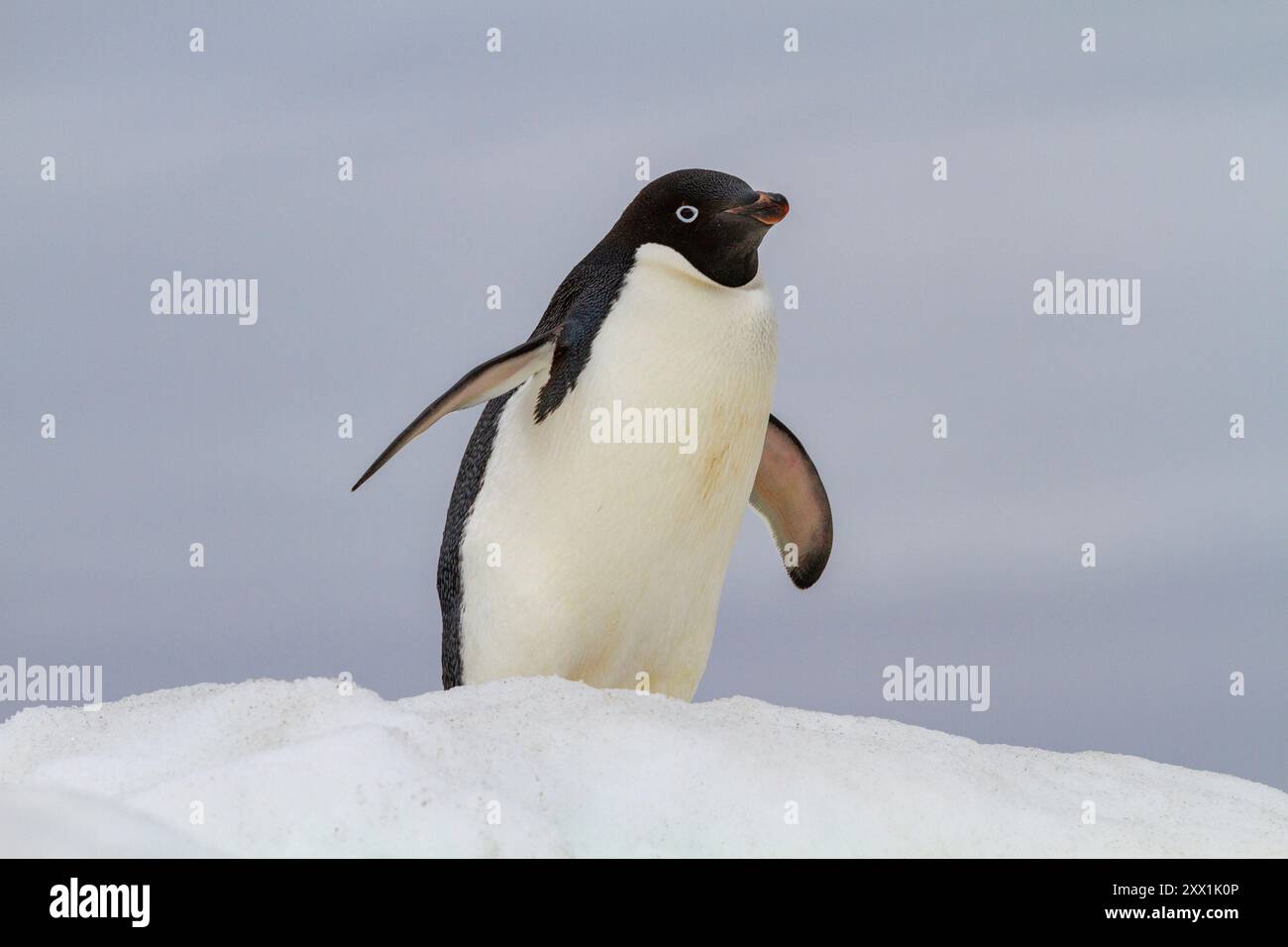 Adult Adelie penguin (Pygoscelis adeliae), on ice at Booth Island ...