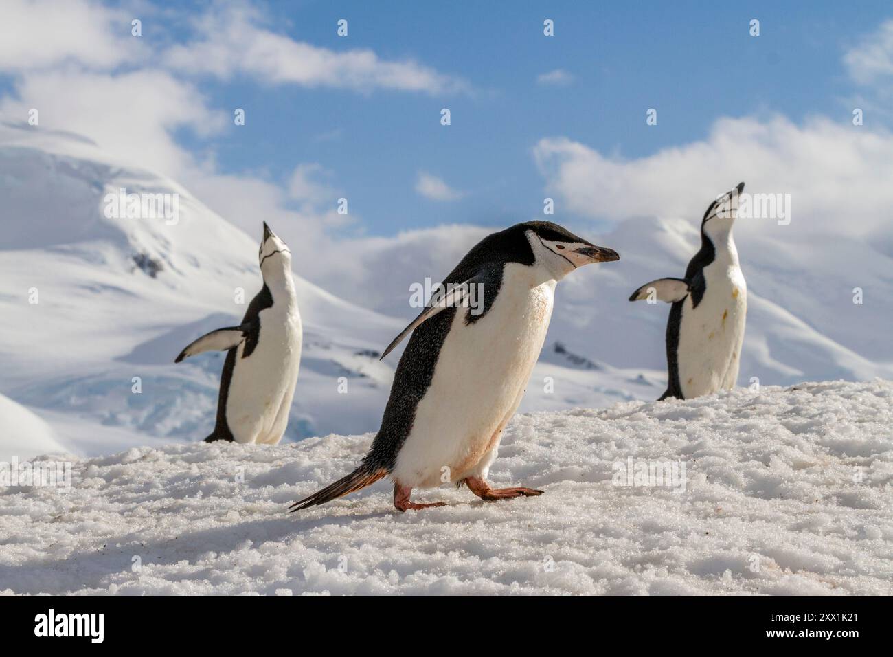 Chinstrap penguins (Pygoscelis antarctica), ecstatic display at ...