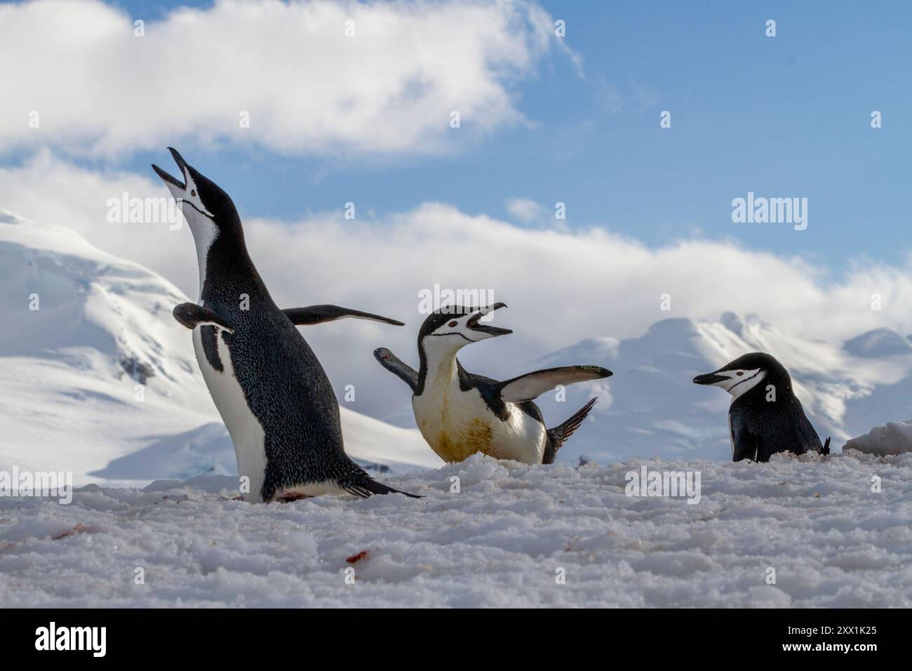 Chinstrap penguins (Pygoscelis antarctica), ecstatic display at ...