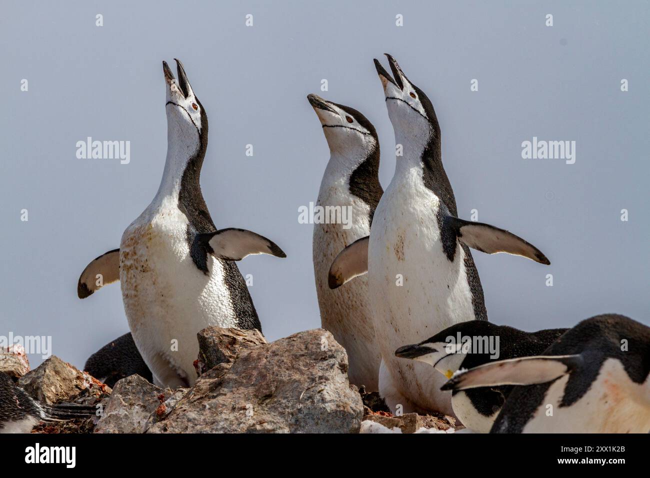Chinstrap penguins (Pygoscelis antarctica), ecstatic display at ...