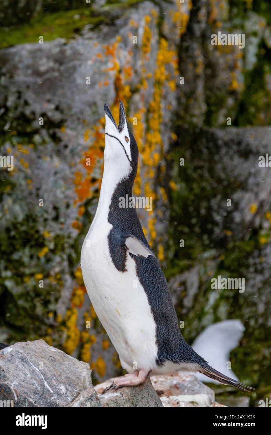 Chinstrap penguin (Pygoscelis antarctica), ecstatic display at breeding ...