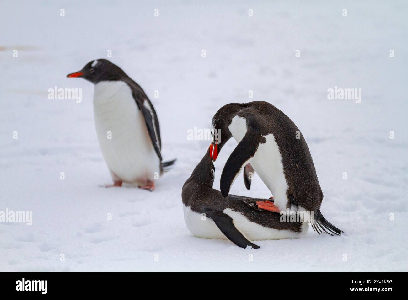 Adult Gentoo Penguin Pygoscelis Papua Mating At Booth Island 