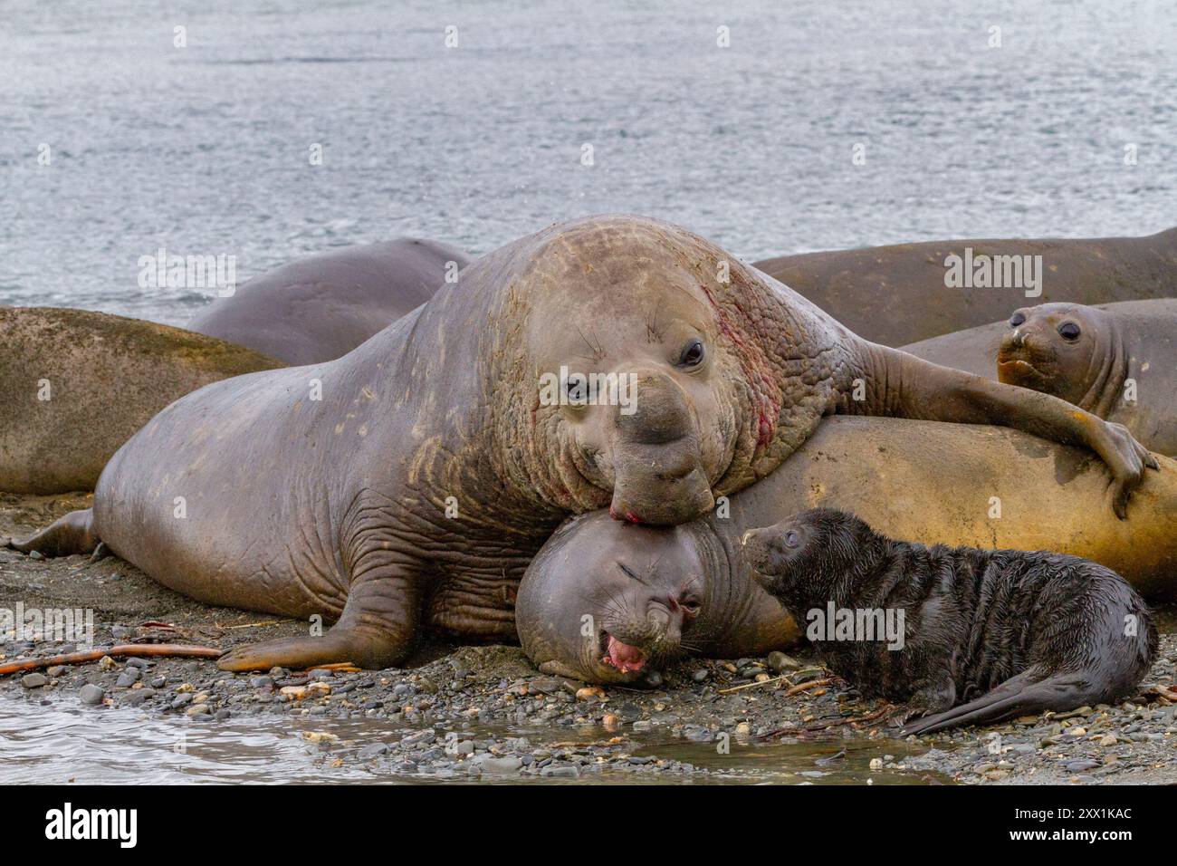 Bull elephant and its mate hi-res stock photography and images - Alamy