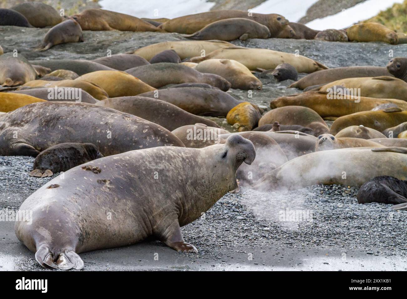 Adult bull southern elephant seal (Mirounga leonina) issuing a bellowing challenge at Gold Harbour on South Georgia, Polar Regions Stock Photo