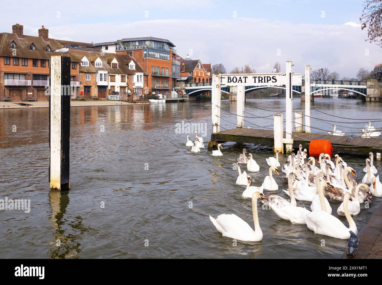 A bevy of mute swans in Windsor, Berkshire, England, United Kingdom, Europe Stock Photo