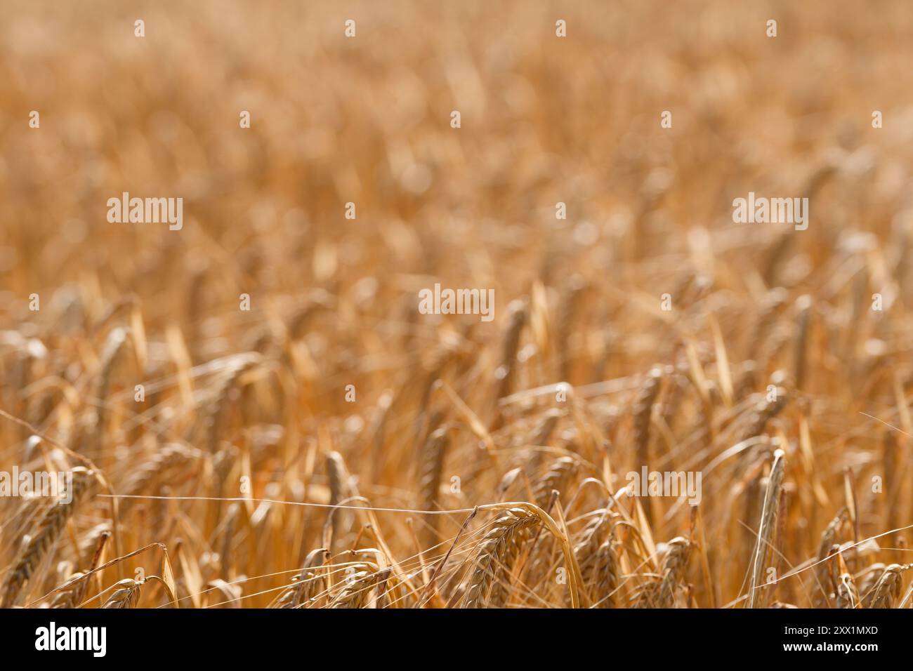 Tall grasses frame hi-res stock photography and images - Alamy
