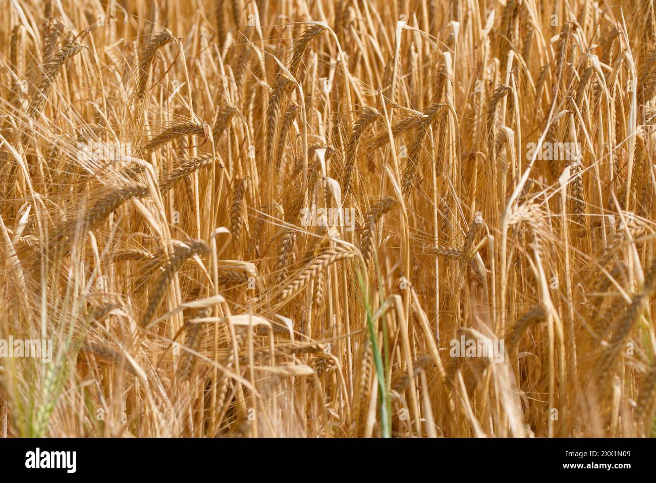 Tall grasses frame hi-res stock photography and images - Alamy