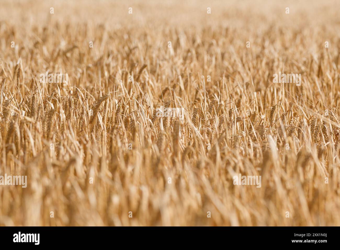 Tall grasses frame hi-res stock photography and images - Alamy