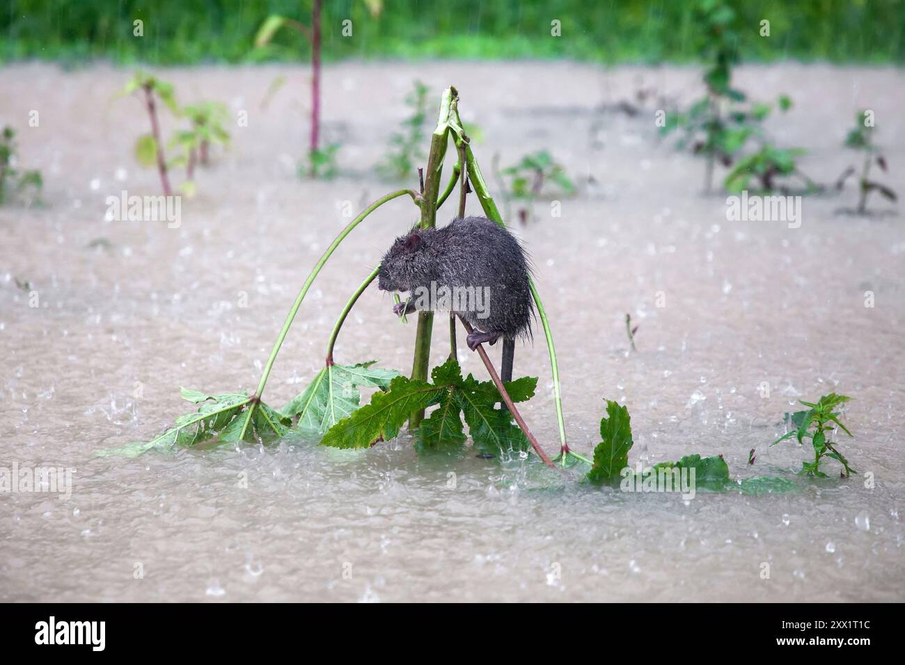 Feni, Chittagong, Bangladesh. 21st Aug, 2024. A Rat has taken shelter on a small tree above the flood water during heavy rain in Munsirhat area of Feni district. Roads and houses were not spared by the water in the forest. More than 200,000 people of three upazilas have been disoriented in the terrible humanitarian disaster. In this situation, these areas are completely without electricity. (Credit Image: © Muhammad Amdad Hossain/ZUMA Press Wire) EDITORIAL USAGE ONLY! Not for Commercial USAGE! Stock Photo