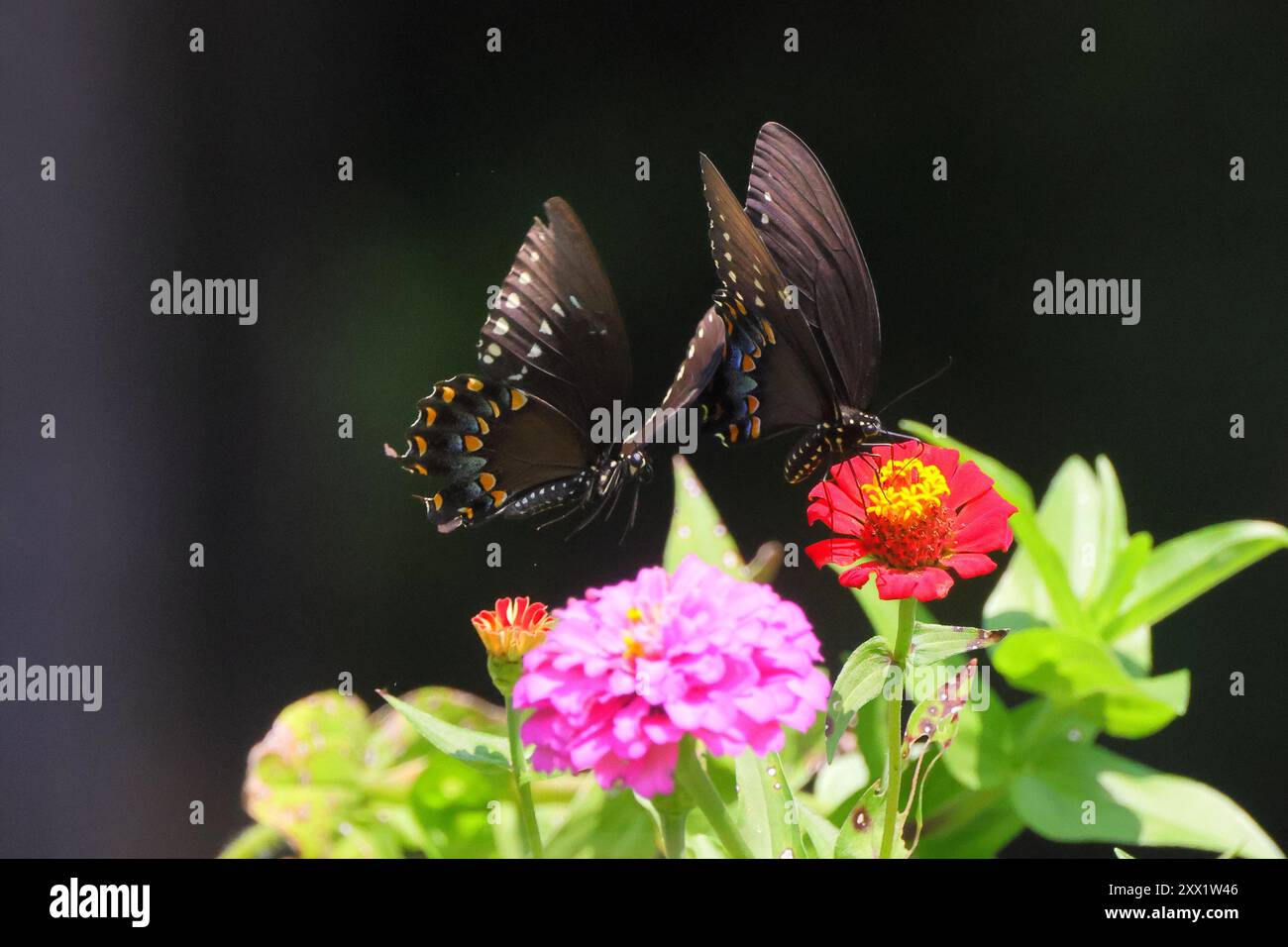Two black butterflies on colorful flowers in a garden, showcasing ...