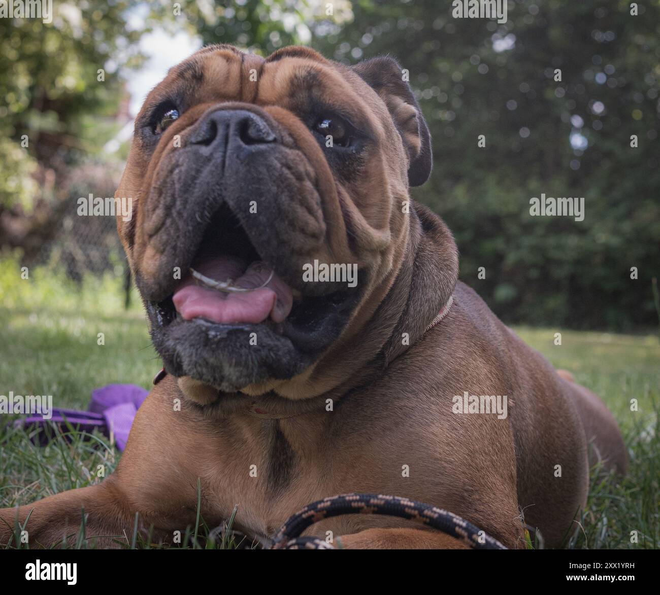 colour dog portrait Stock Photo - Alamy