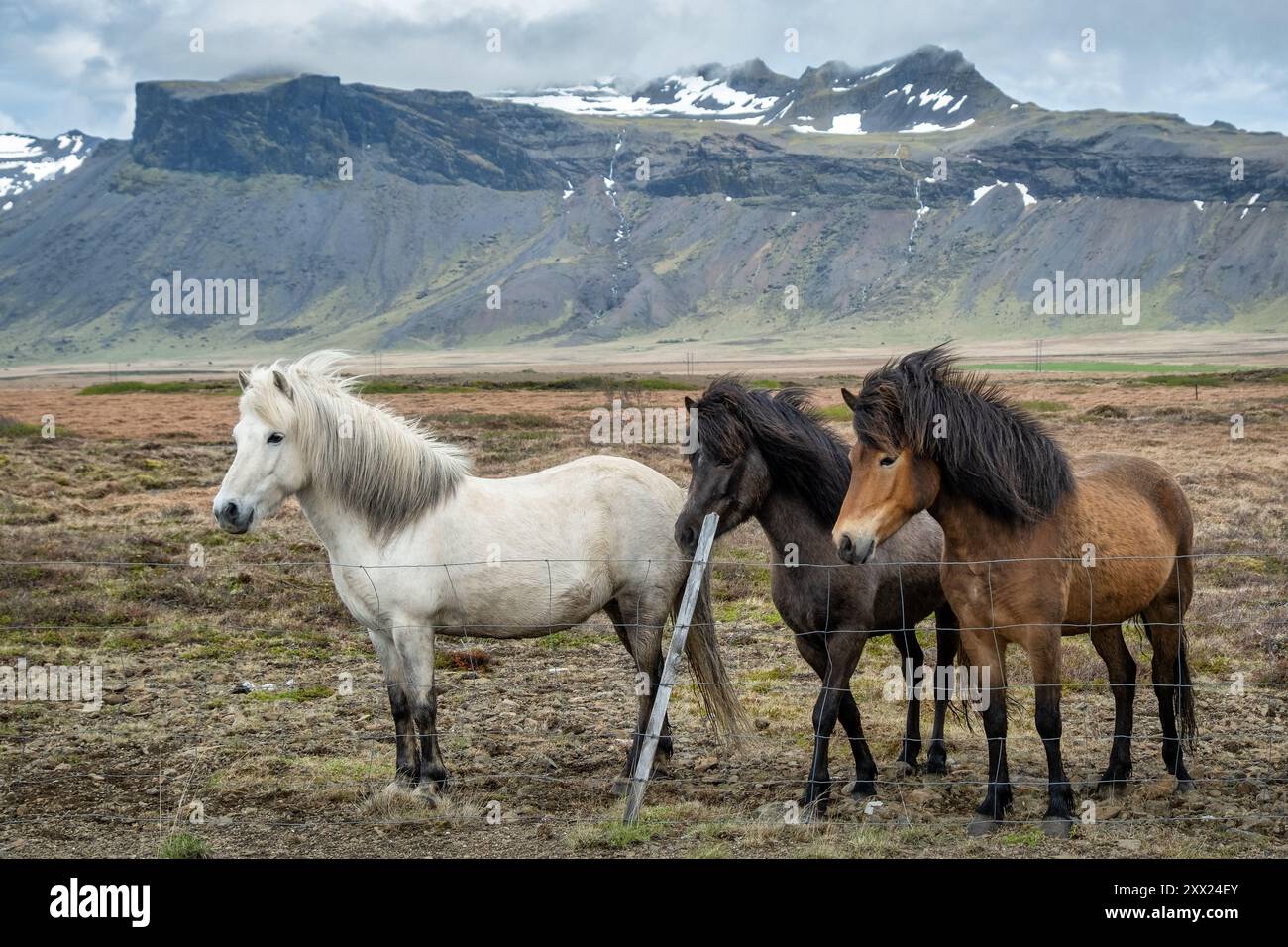 Three windswept icelandic horses standing side by side in a field ...