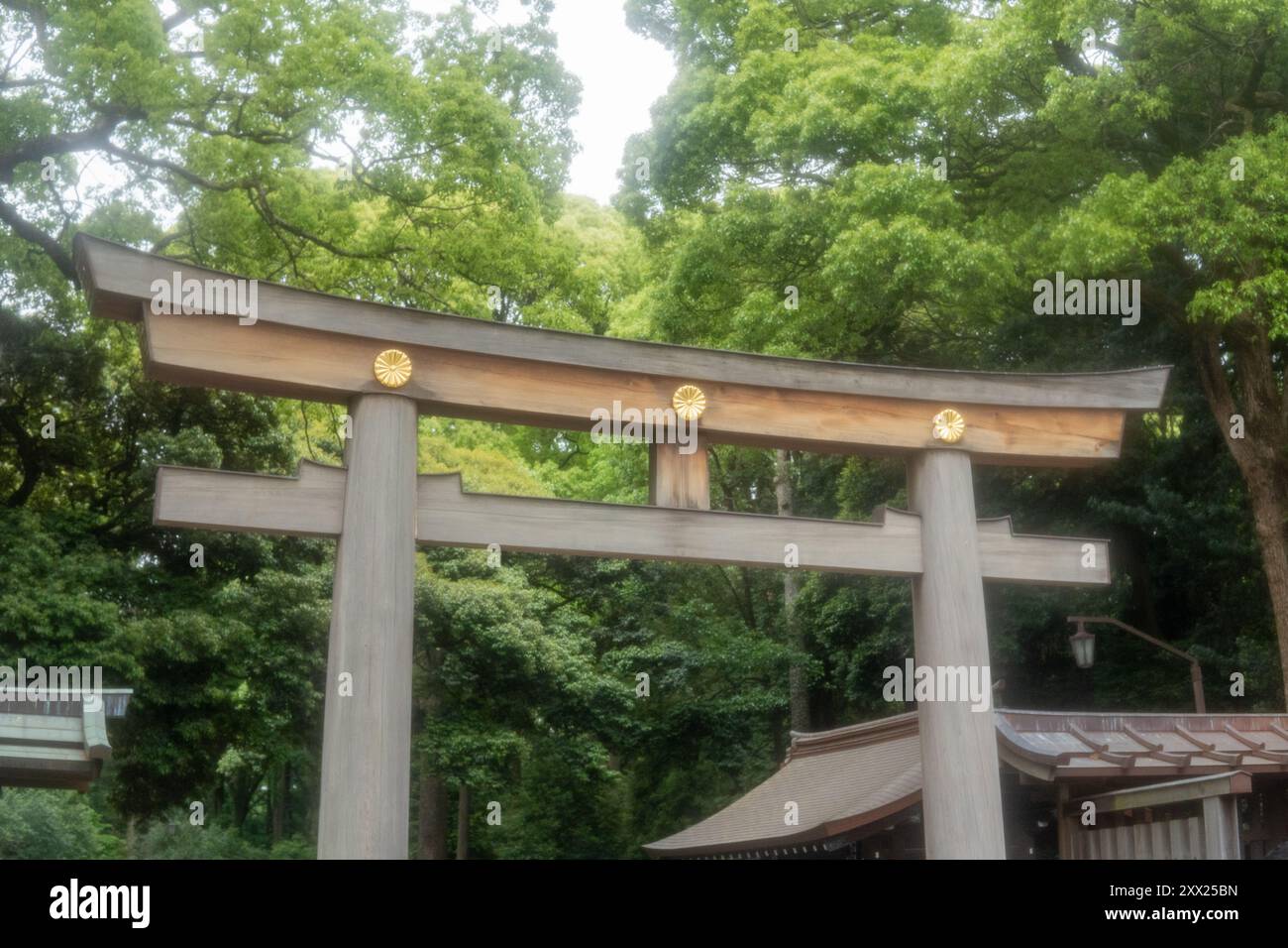 Traditional wooden torii gate surrounded by lush greenery at Meiji ...