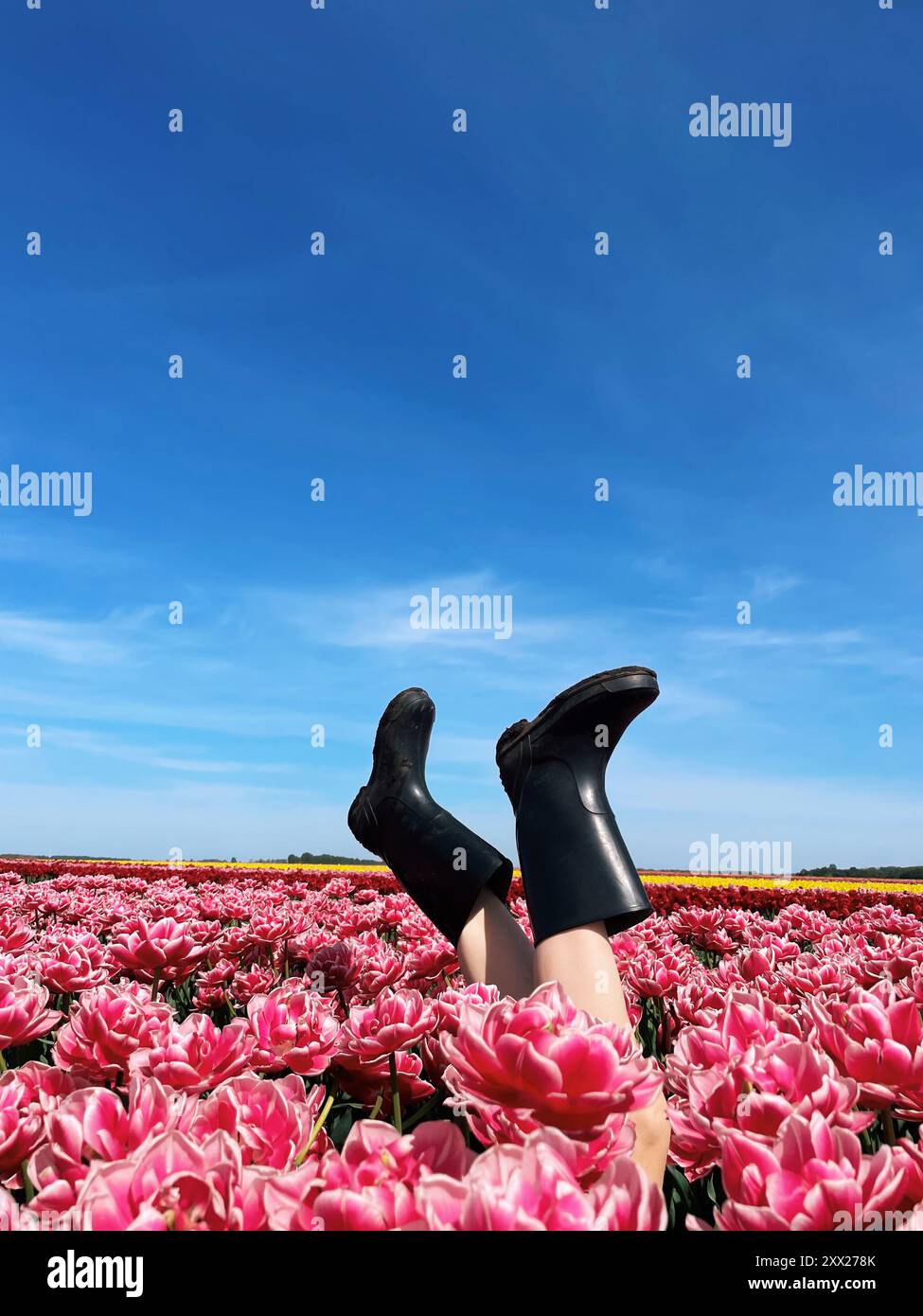 Woman's legs wearing wellington boots sticking in the air in a field of pink tulips, Belarus Stock Photo