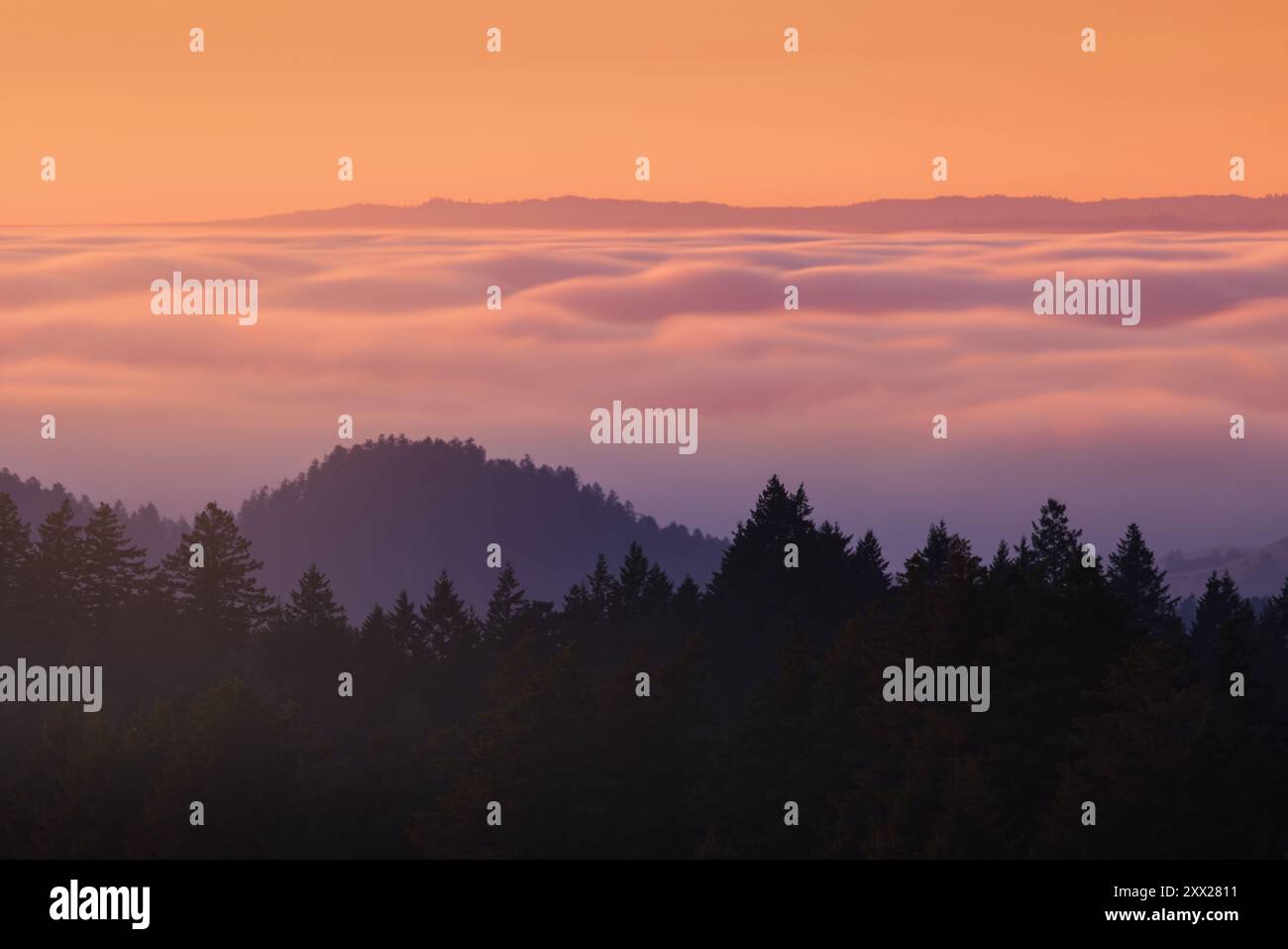 A sunset view above the clouds at Mt. Tamalpais in Marin County, California, featuring waves of clouds illuminated by a radiant orange sunset. Stock Photo