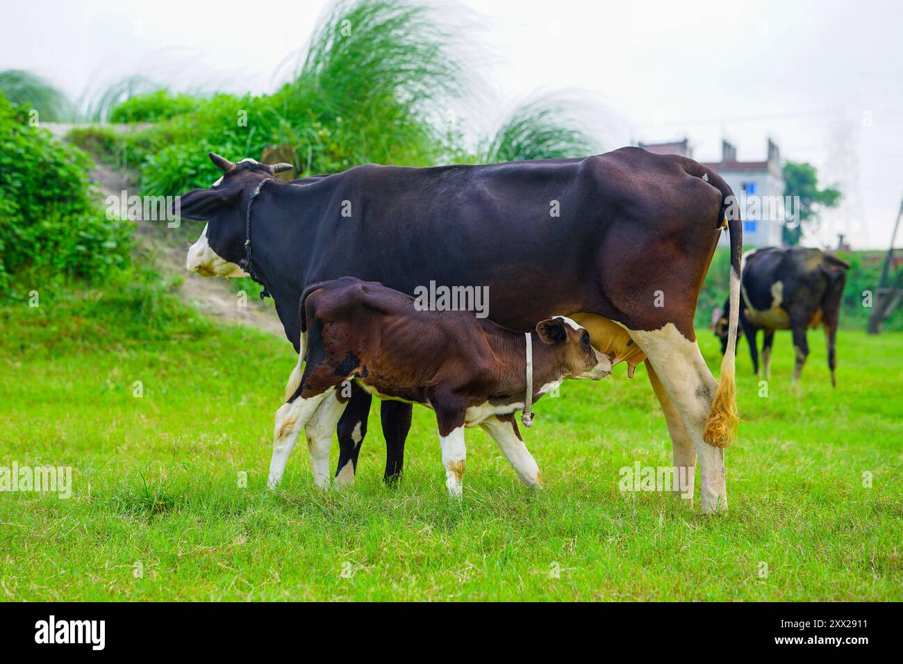 Calf drinking milk from cow, Beef calf drinking from the udder of the mother cow Stock Photo