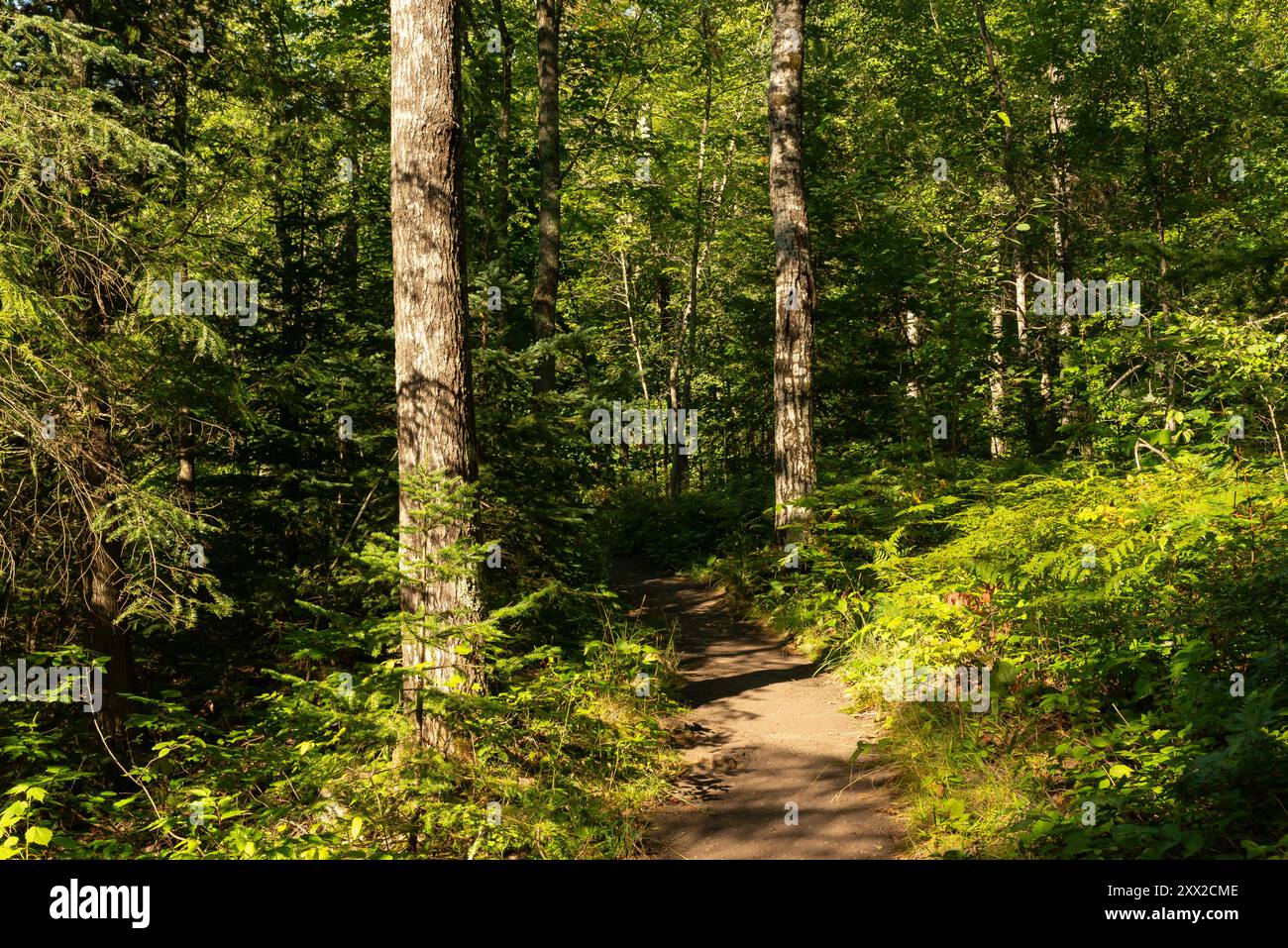 Hiking trail at Pattison State Park in Wisconsin USA Stock Photo Alamy