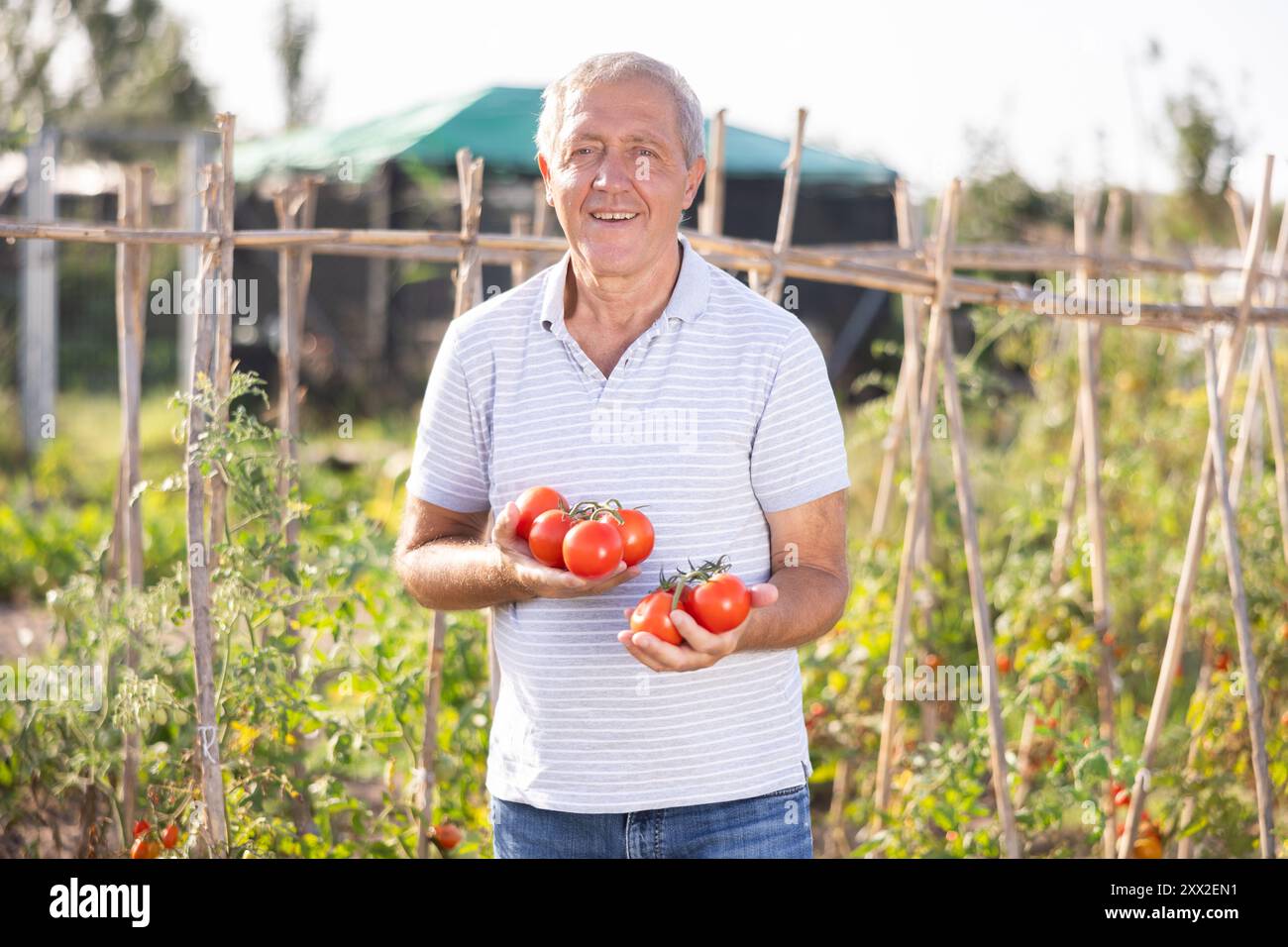 Elderly positive man posing with red tomatoes in garden Stock Photo