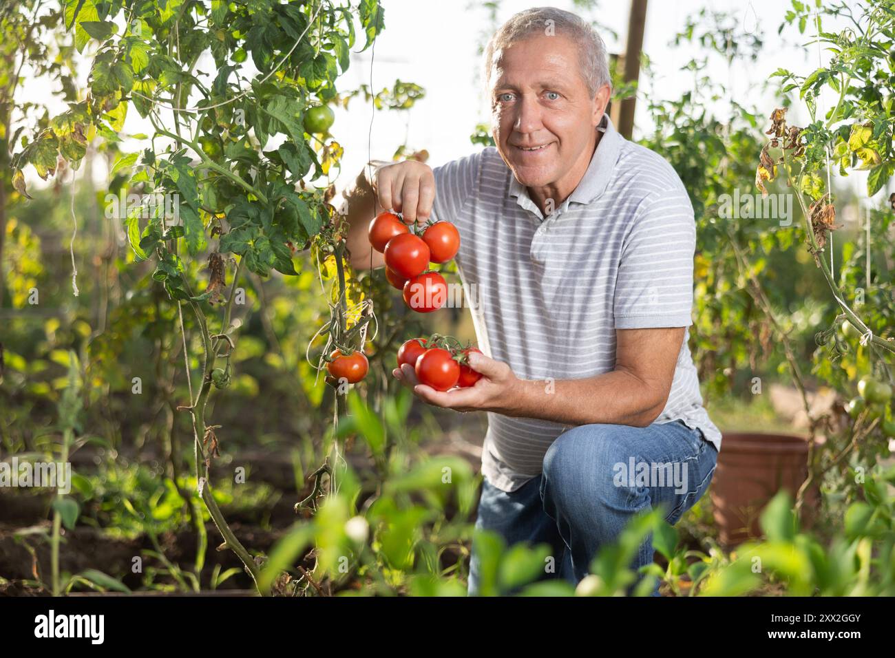Elderly man posing with tomatoes in garden Stock Photo - Alamy