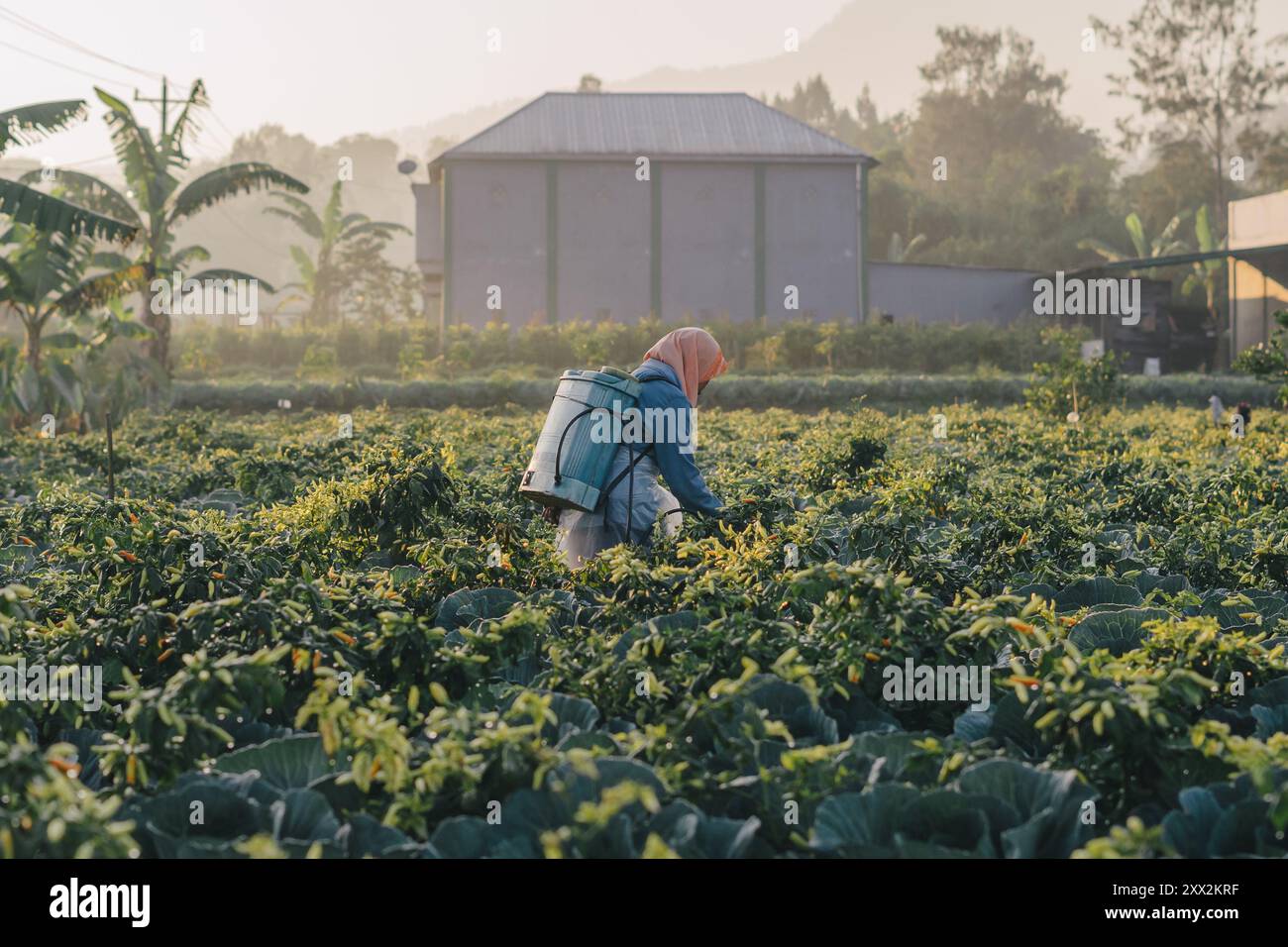 A woman farmer spraying pesticide on a farm field Stock Photo - Alamy