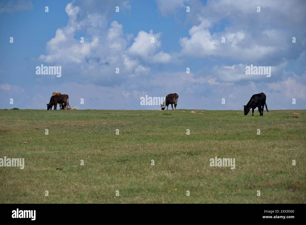 Plain cattle grazing mountain hi-res stock photography and images - Alamy