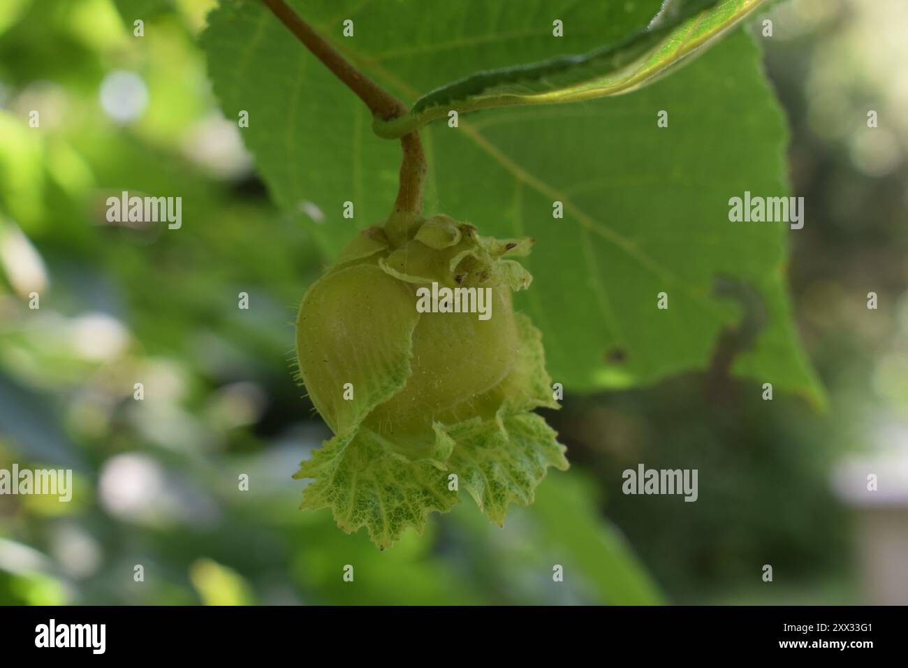 A green, unripe, hazelnut growing on a hazel tree in the mid-summer. Genus Corylus.  Also called filbert or cobnut. Stock Photo