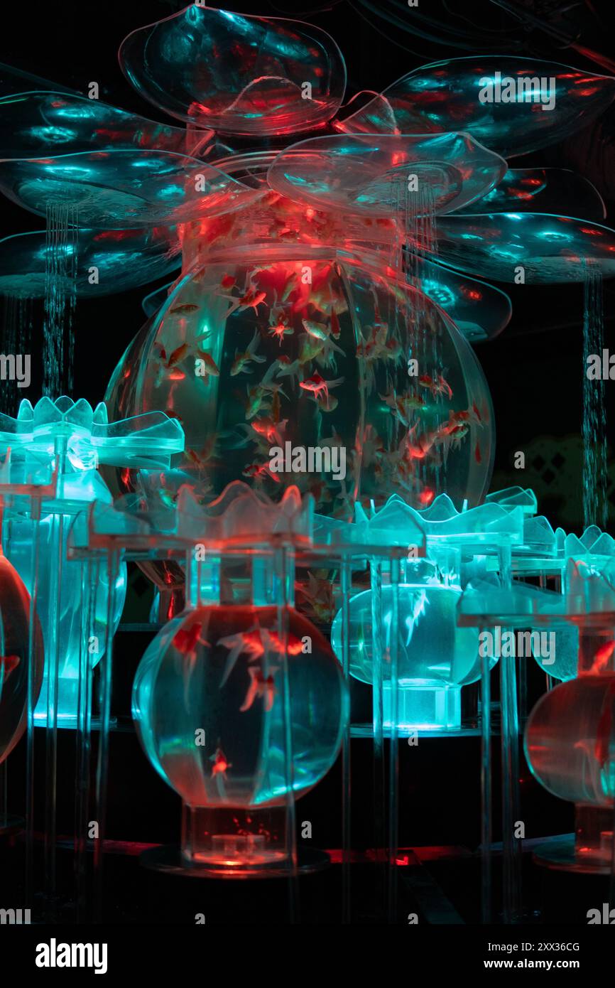 View of Illuminated Goldfish Display at Art Aquarium Exhibition, Tokyo, Japan ...