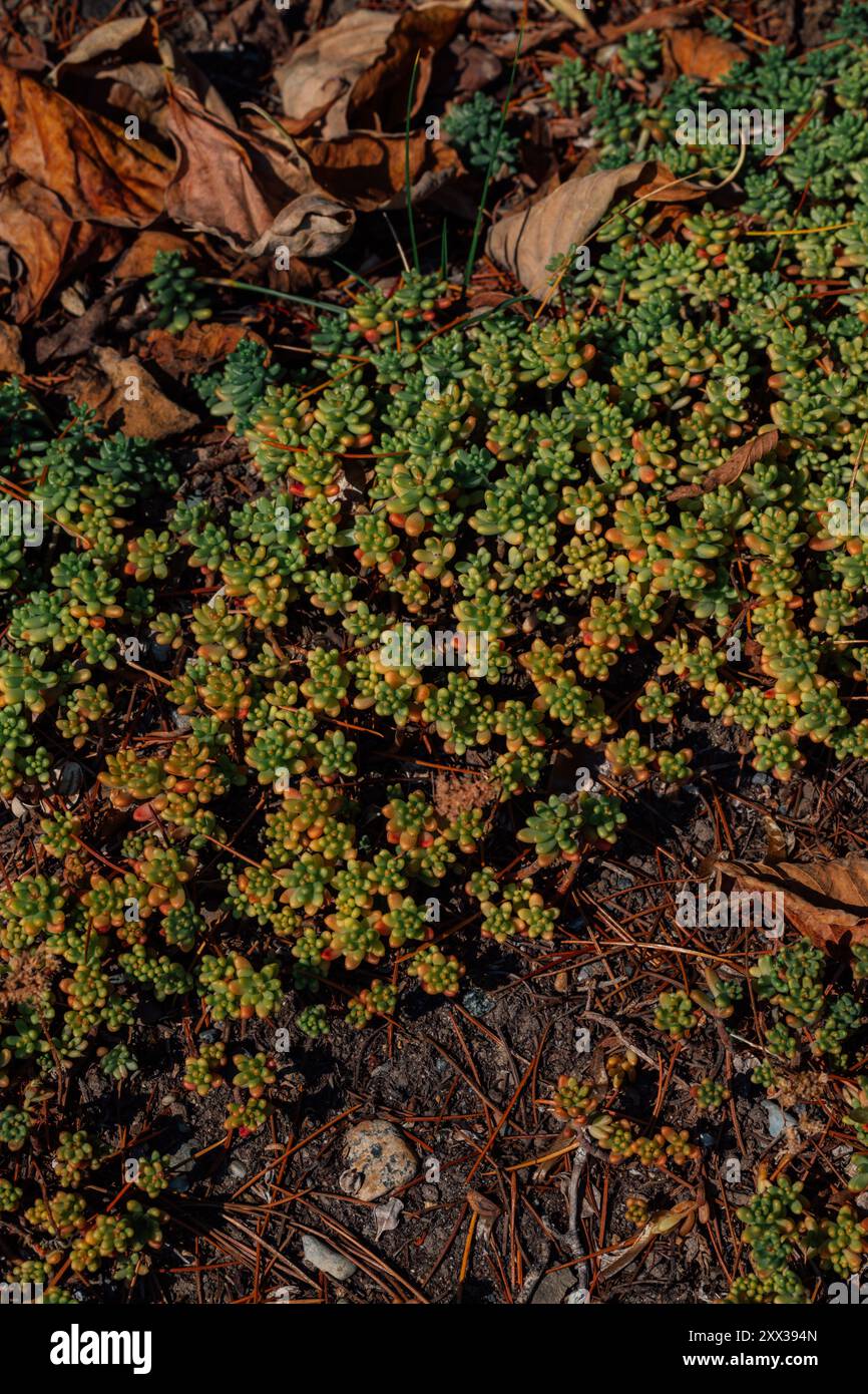 Forming ground cover hi-res stock photography and images - Alamy