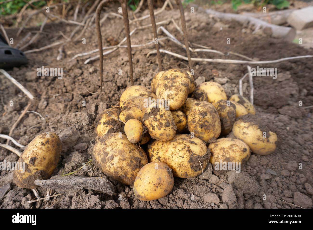 Kartoffelindustrie hi-res stock photography and images - Alamy