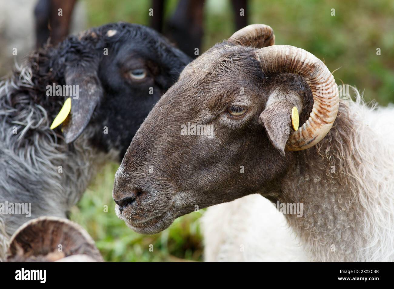 Close-up of a horned black sheep, Suoav k, Westfjords, Iceland