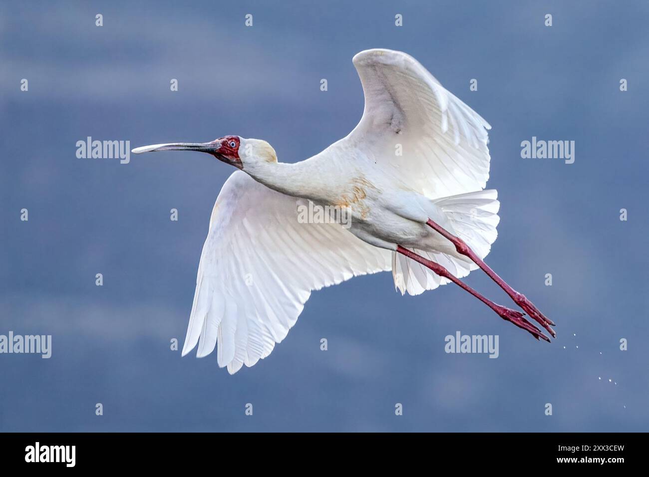 African spoonbill, Lake Natron, Tanzania Stock Photo - Alamy