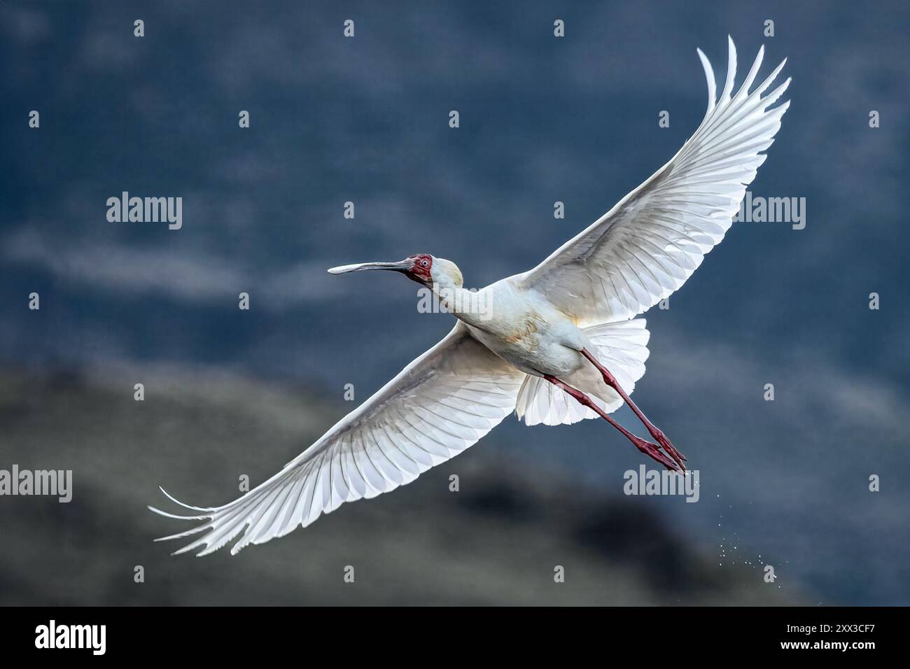 African spoonbill, Lake Natron, Tanzania Stock Photo - Alamy