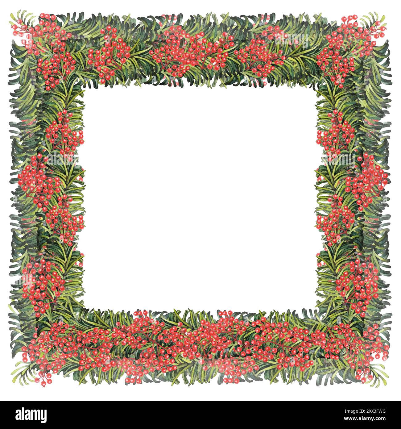 Christmas frame made of green fir branches and red holly berries ...