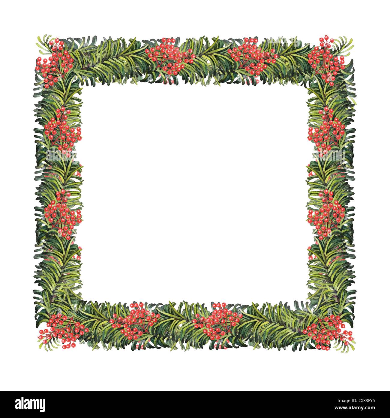 Christmas frame made of green fir branches and red holly berries ...