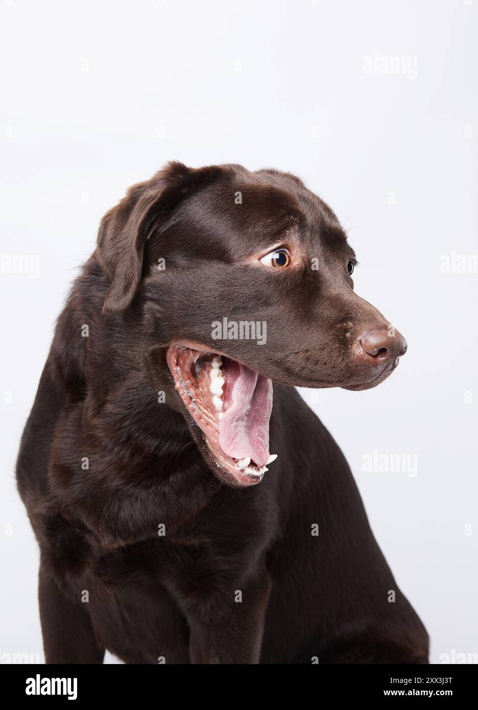 An adult chocolate Labrador dog looks upwards with an expression of curiosity and alertness. Captured against a stark white background Stock Photo