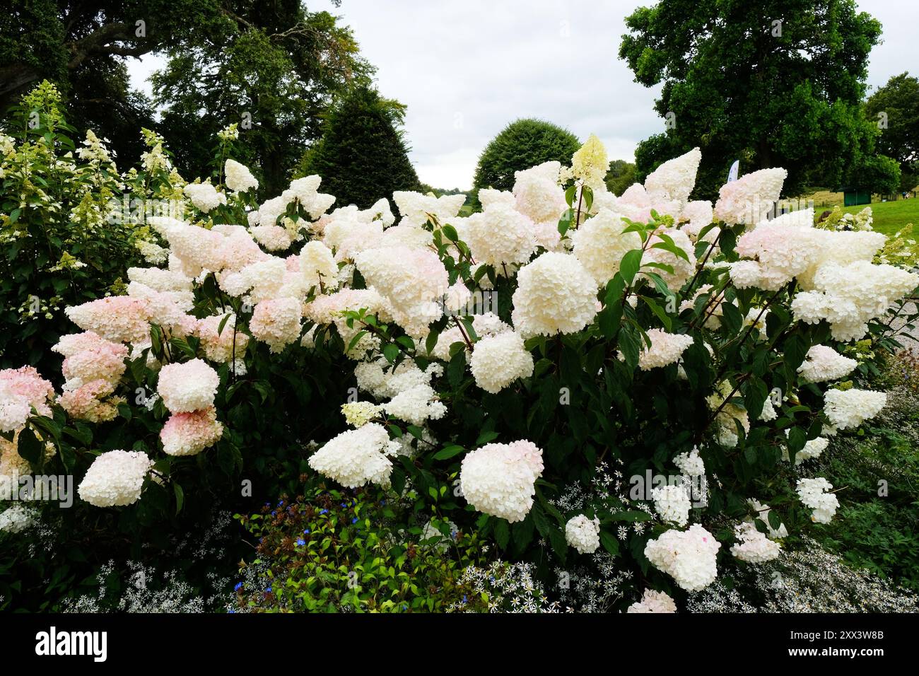Flowering Hydrangea Paniculata or Panicled Hydrangea - John Gollop ...