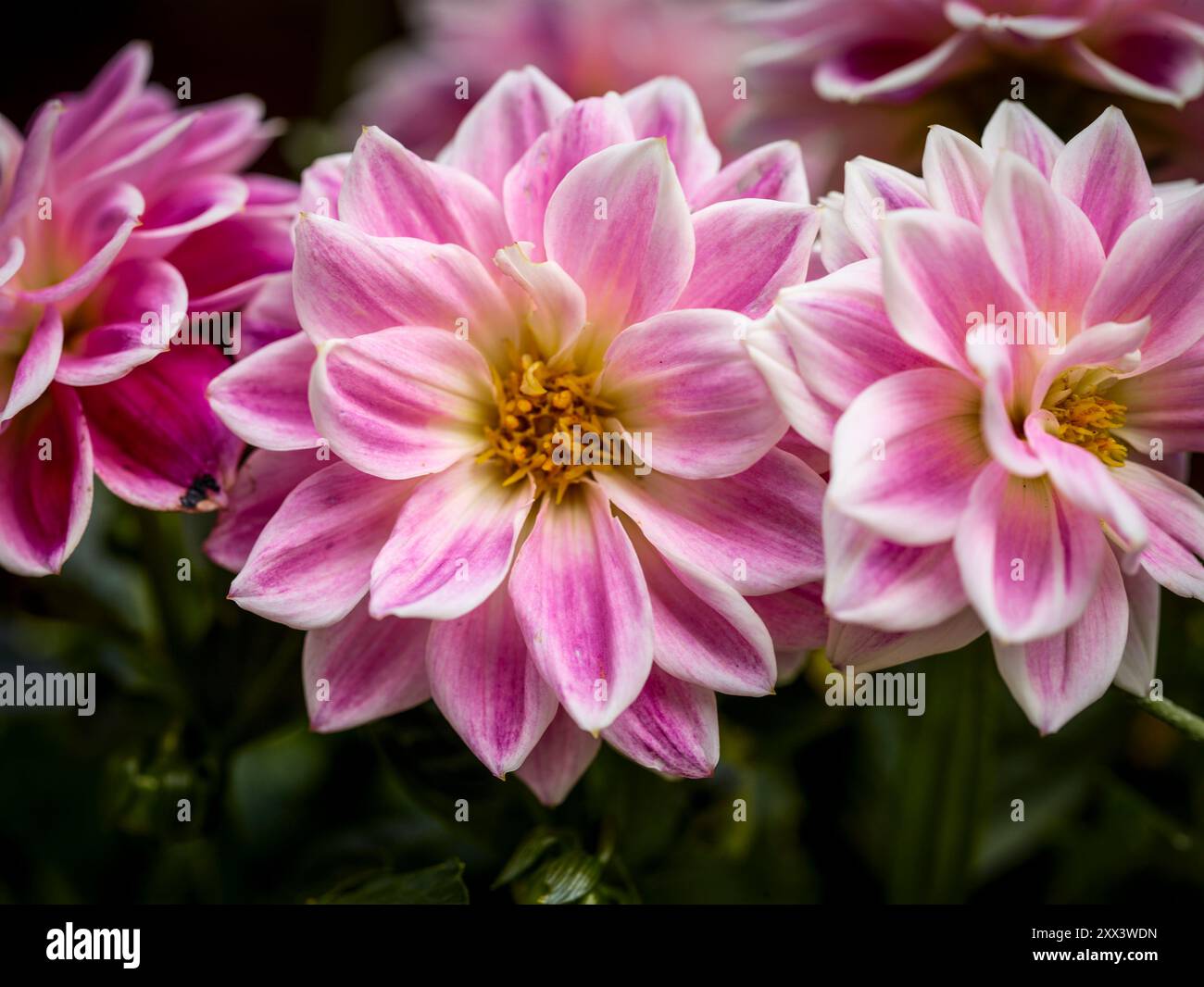 Sandia Lillian main image 1