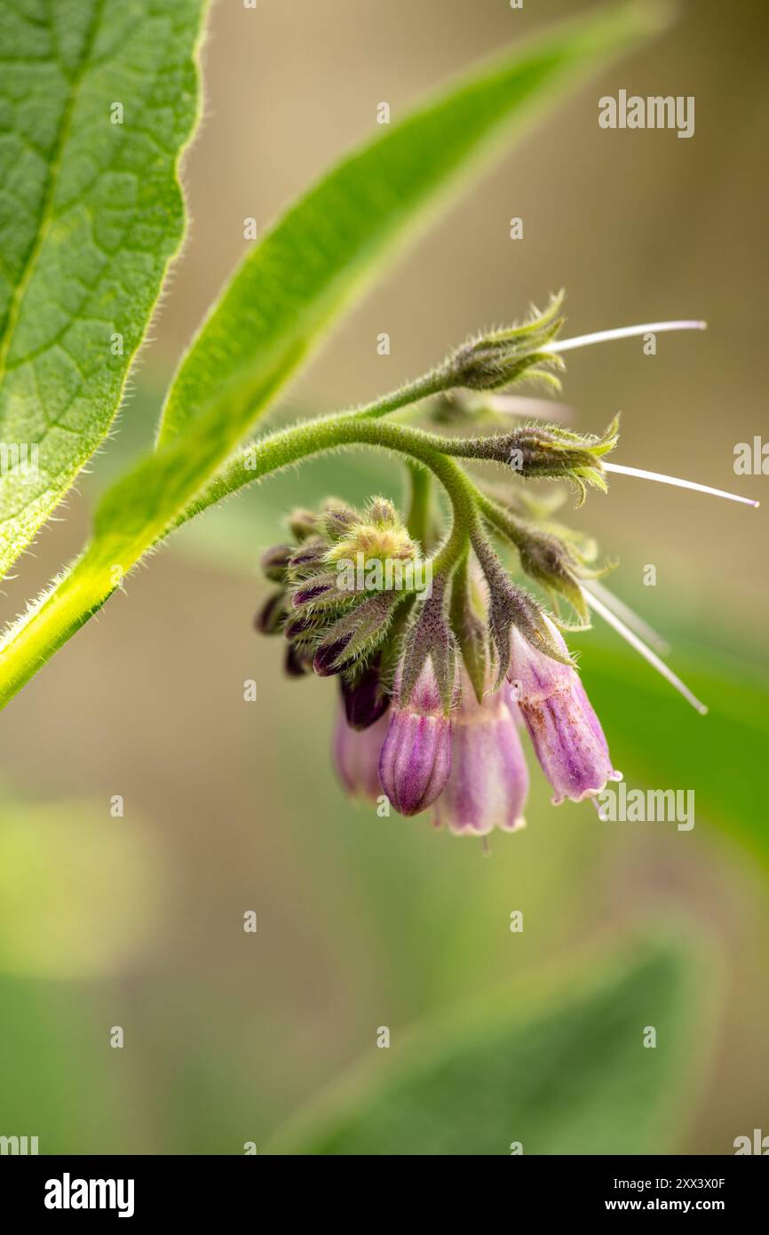 Natural close up flowering plant portrait of the garden useful Comfrey ...