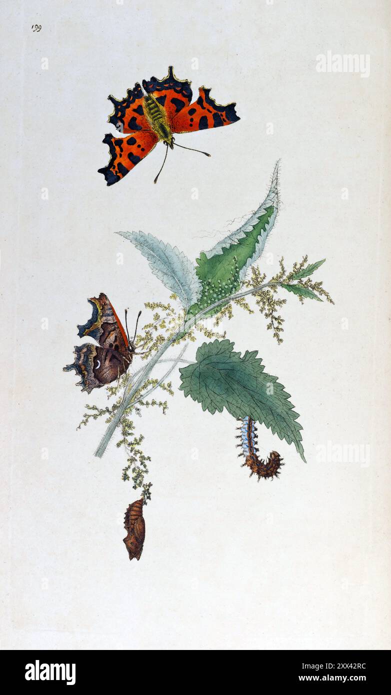 Comma Butterfly. Plate 199, British Insects, Edward Donovan, 1792-1815. High Resolution Stock Photo