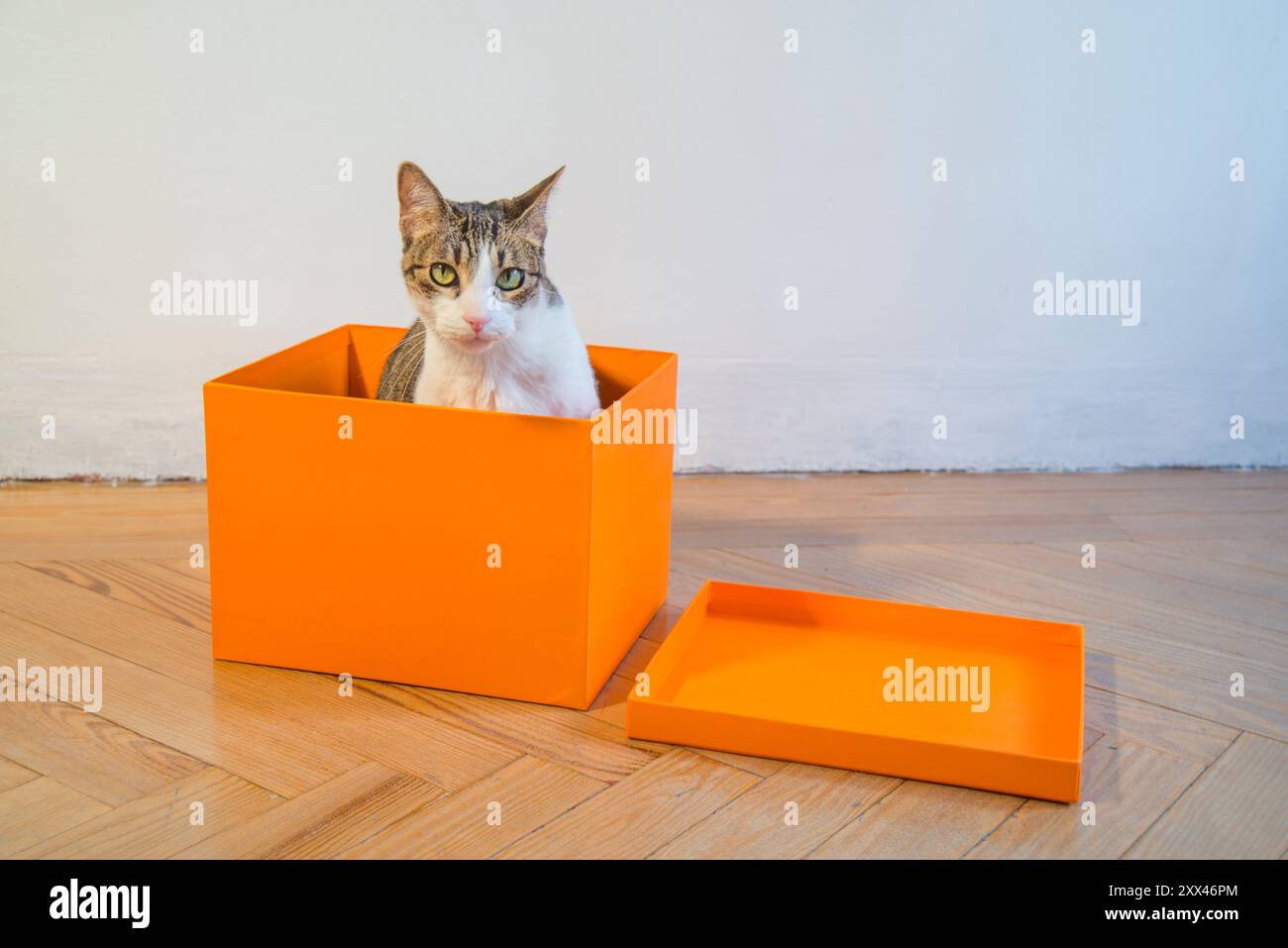 Cat inside a cardboard box. Stock Photo