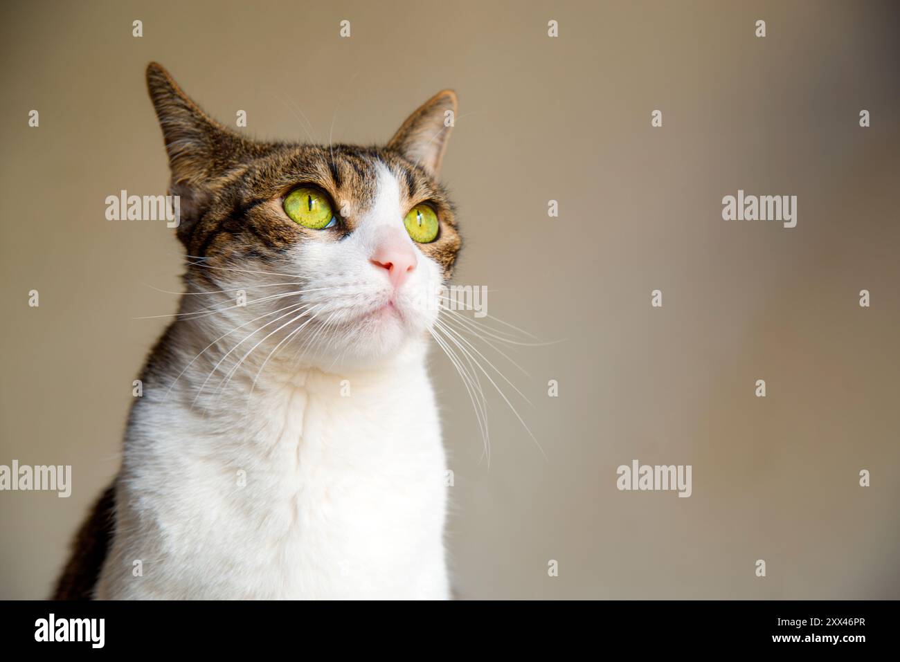 Portrait of tabby and white cat looking up Stock Photo - Alamy