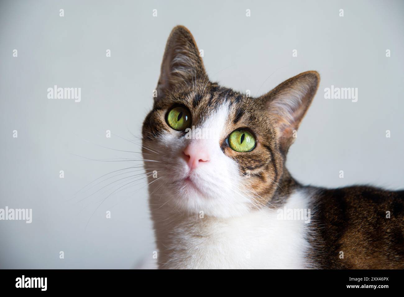 Portrait of tabby and white cat looking at the camera Stock Photo - Alamy