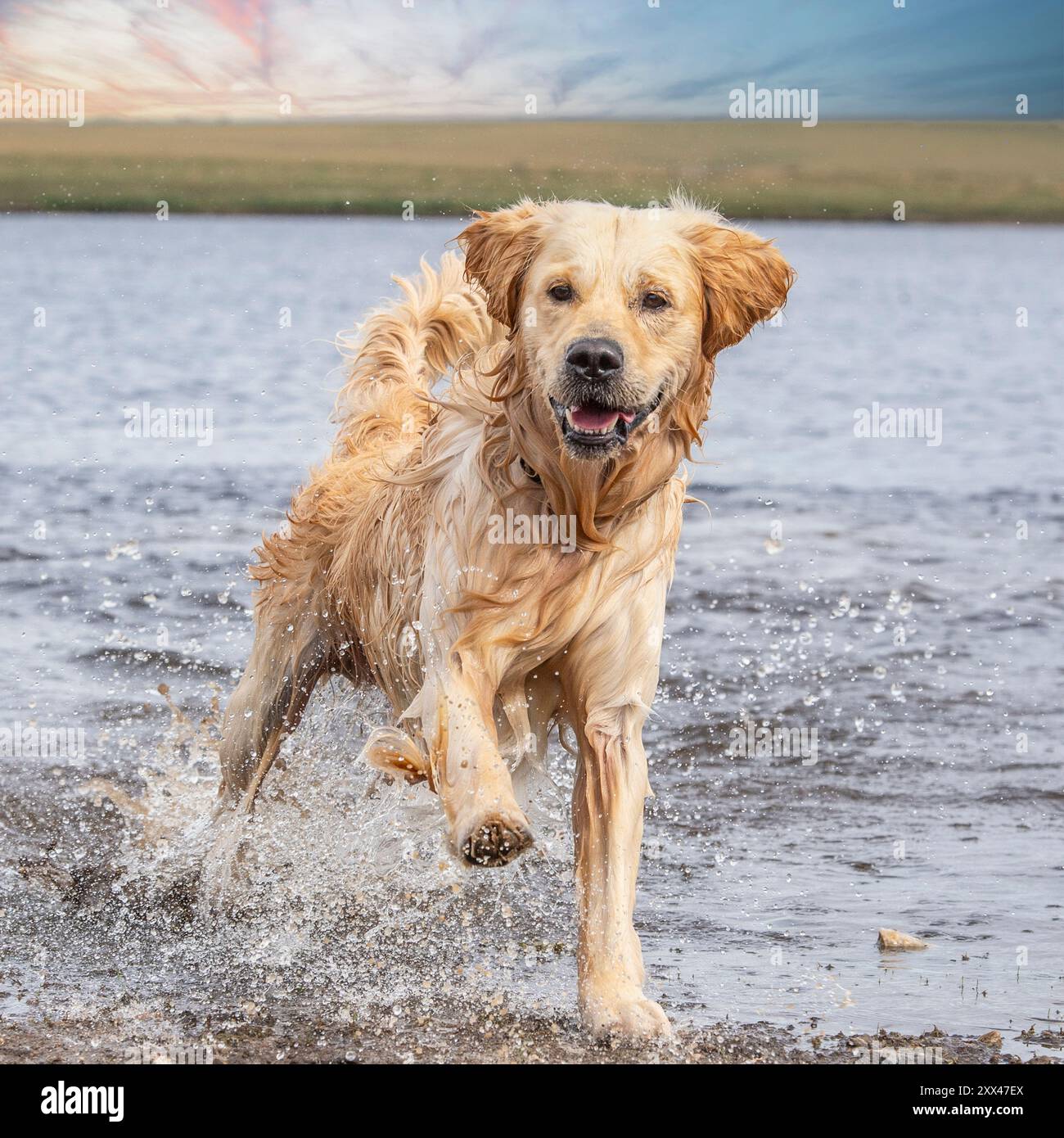 golden retriever running through water looking happy and healthy Stock Photo