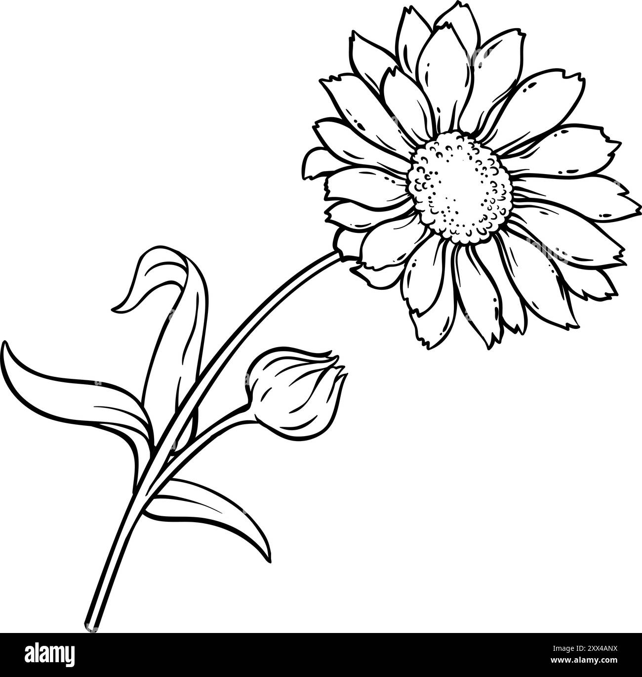 Calendula Plant with Flowers Outline Illustration Stock Vector Image ...