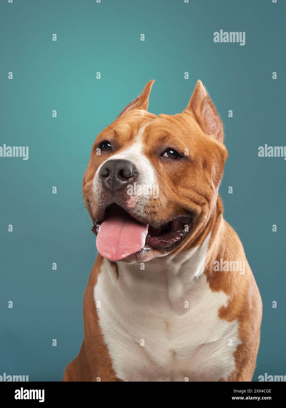 This Staffordshire Terrier dog cheerful demeanor shines through as it looks up with a joyful expression, its tongue playfully out against a soft blue Stock Photo