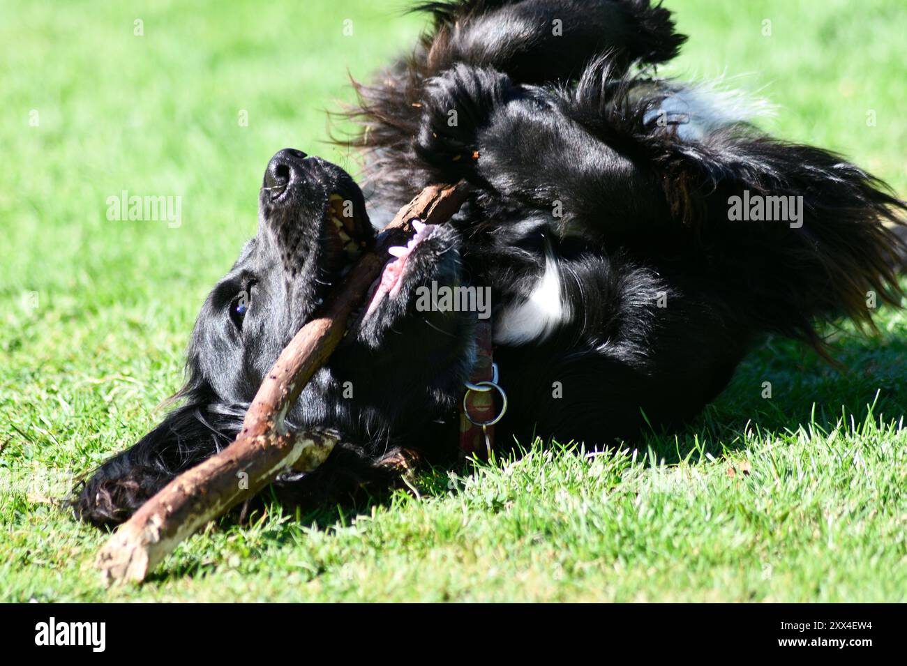 Cocker Spaniel Playing Cocker Spaniel Playing (Canis familiaris) with Stick in back Garden ...