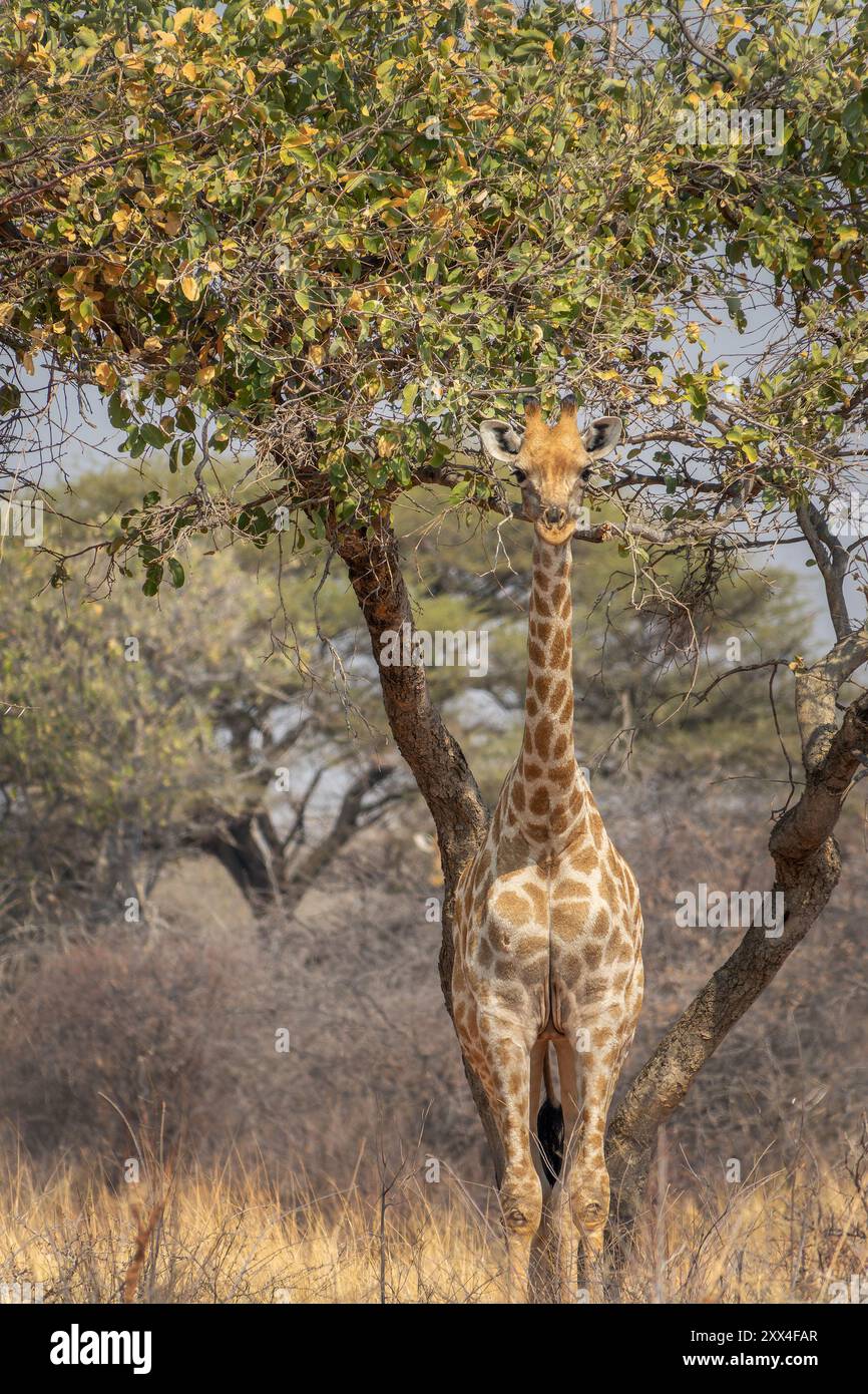 Front view photo of a giraffe near a tree in the savanna, wildlife and game drive in Namibia, Africa Stock Photo