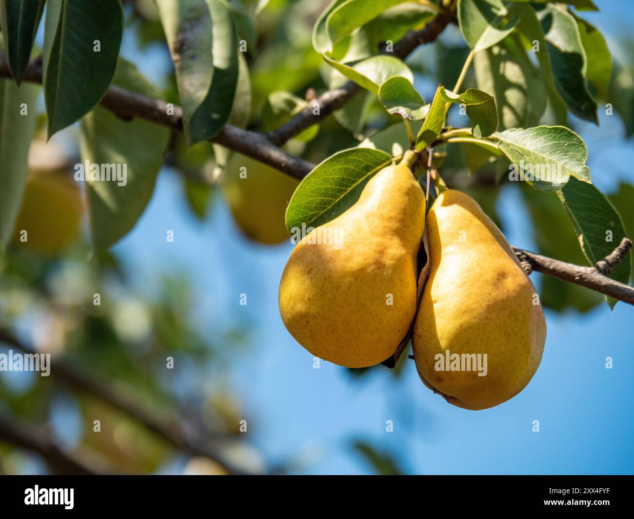 Hanging produce hi-res stock photography and images - Alamy